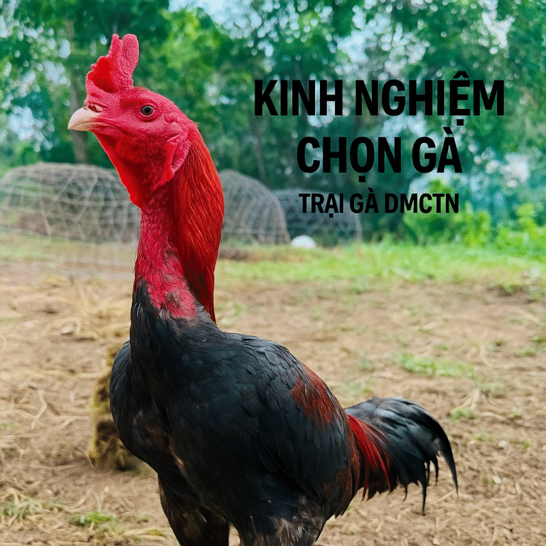 Các loại gà không nên chơi – Kinh nghiệm chọn gà chọi